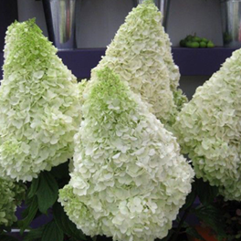        Hydrangea paniculata Polar Bear